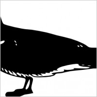 Bird Animal Standing clip art