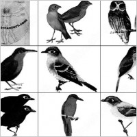 bird brush