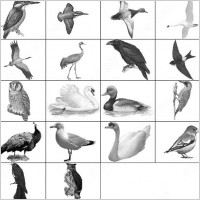 bird brush
