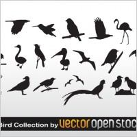 Bird Collection