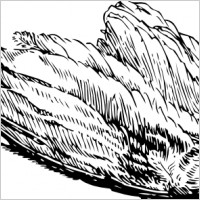 Bird Wing clip art