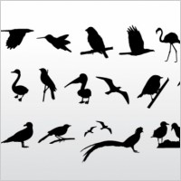 Birds Collection