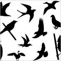 Birds Silhouette