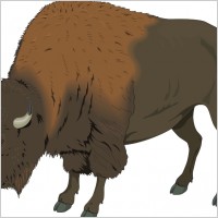 Bison 1