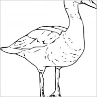 Black Bellied Wisteling Duck clip art
