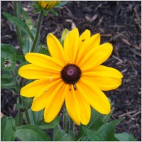 black eyed susan