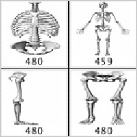 Bones