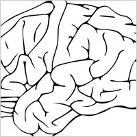 brain 03