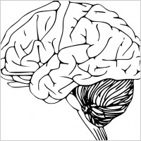 Brain clip art