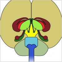 Brain Front View clip art