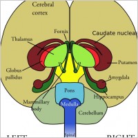 Brain Front View clip art