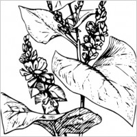 Buckwheat clip art