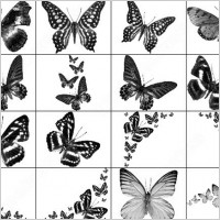 butterfly brush