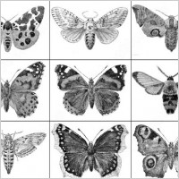 butterfly brush