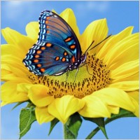 Free Graphics on Butterfly Flower Hd Free Photos For Free Download  About 10 Files