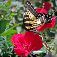 butterfly on a rose