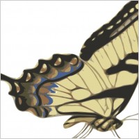 Butterfly Papilio Turnus Side View clip art