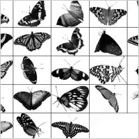 butterfly photoshop brush