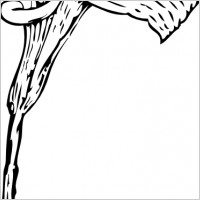Calla Lily clip art