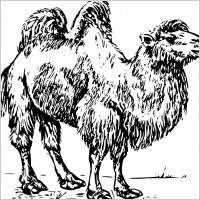 camel outline picture