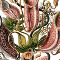 Carnivorous Plant