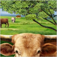 Cattle on the plains of the high-definition layered psd