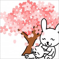 cherry blossoms rabbit