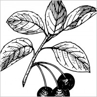 Cherry clip art