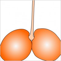 Cherry Double clip art