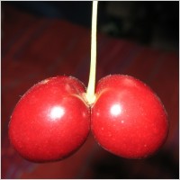 Cherry Double clip art