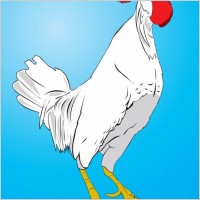 Chicken Vector