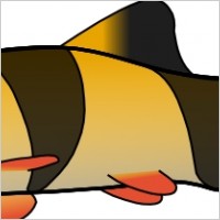 Clown Loach clip art