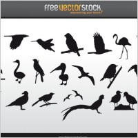 Free Vector Birds on Birds Collection Vector Animal   Free Vector For Free Download