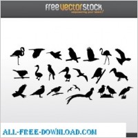 Collection of Birds Silhouettes