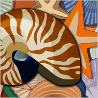 Conch, shells, starfish psd layered material