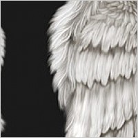 Cool wings psd layered material