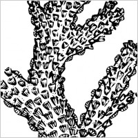 Coral clip art