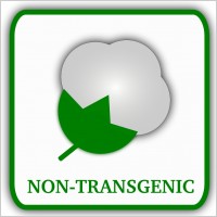 Cotton (non-transgenic)