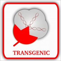 Cotton (Transgenic)