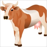 Cow