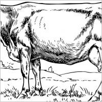 Cow clip art