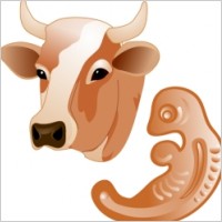 Cow embryo