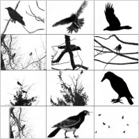 crows and ravens brush