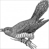 cuckoo
