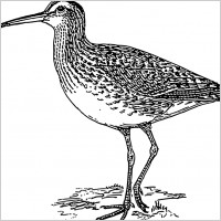 curlew
