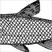 dace