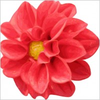 Dahlia Rose clip art