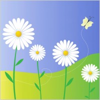 Daisy Flowers