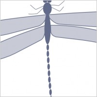 Damselfly clip art