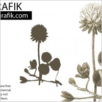 Dandelion Flower Vector